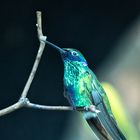 Der nette Kolibri von Nebenan :-)