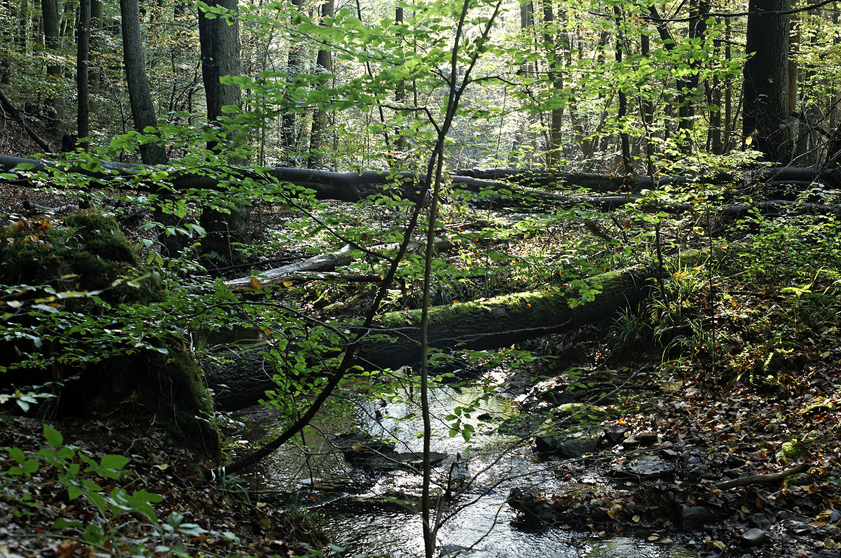 Der Netzbach mäandert durch den Saarbrücker Urwald Foto & Bild