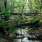 Der Netzbach mäandert durch den Saarbrücker Urwald