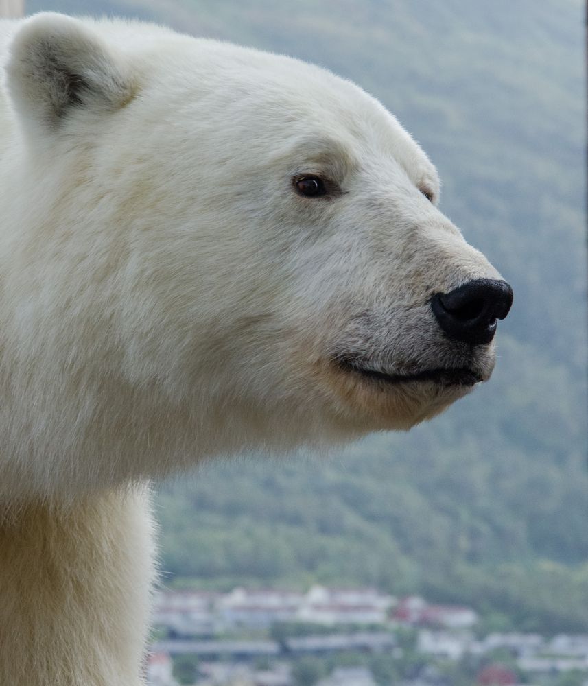 der neue Bär für Tromsö