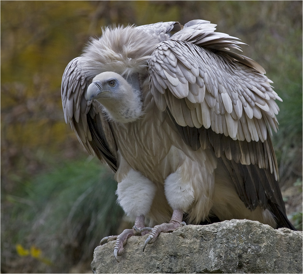 Der neue bayerische Wappenvogel???