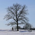 "Der Neue" bei Sonnenschein