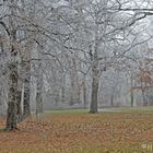 Der neue Garten in winterlicher Ruhe