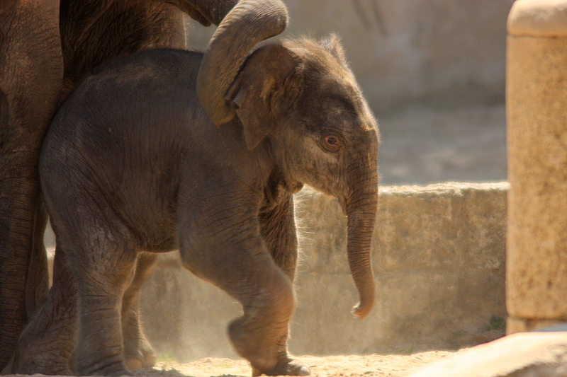 Der Neue im Zoo Hannover