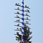 Der neue Maibaum...II