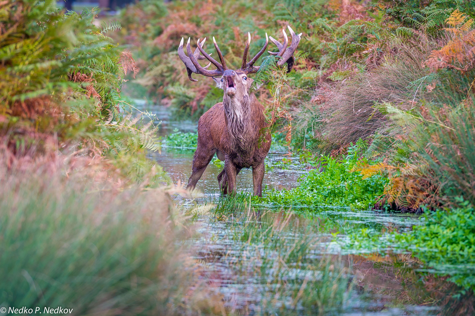 Der neue Platzhirsch