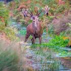 Der neue Platzhirsch