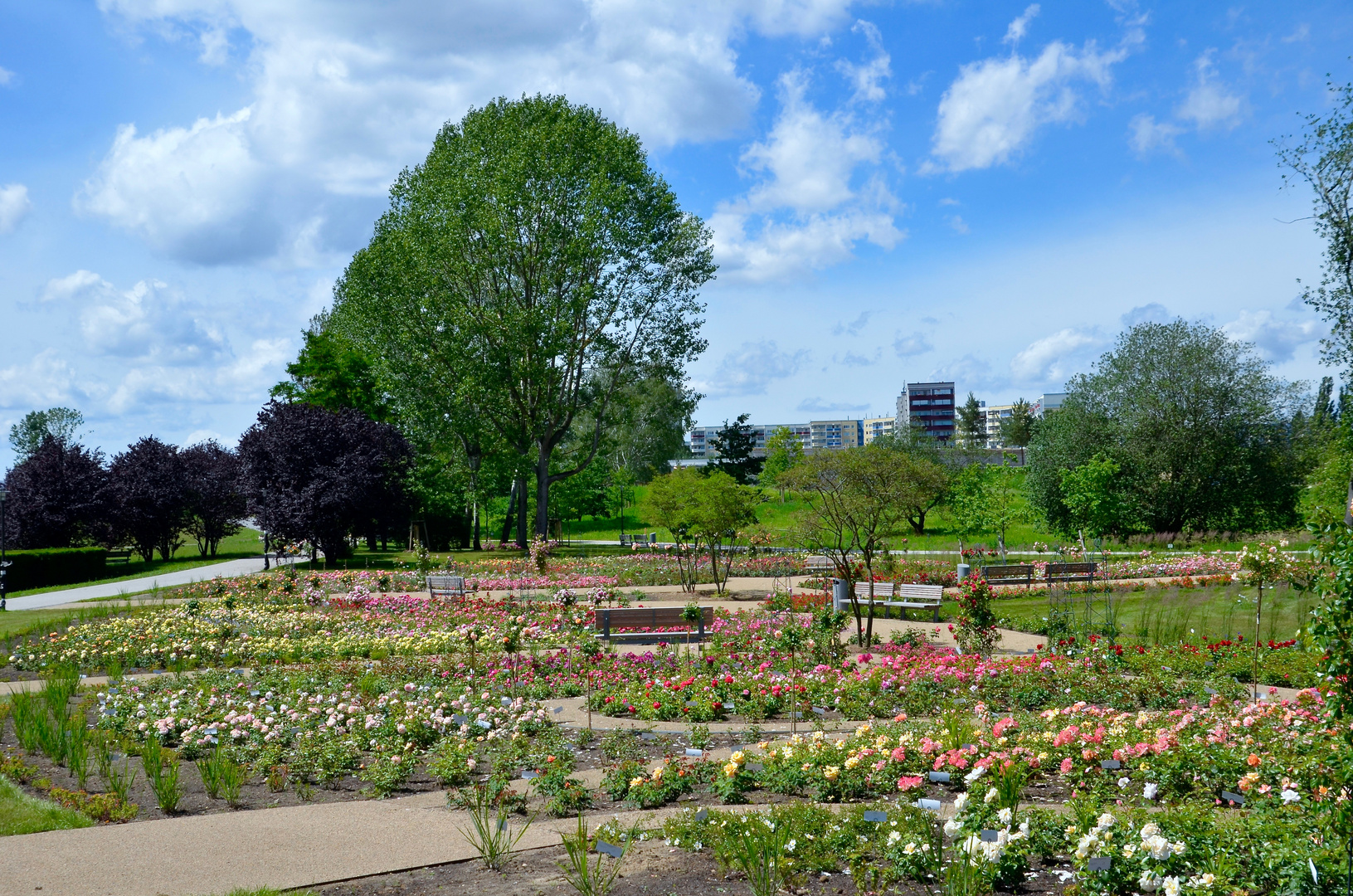 Der neue Rosengarten