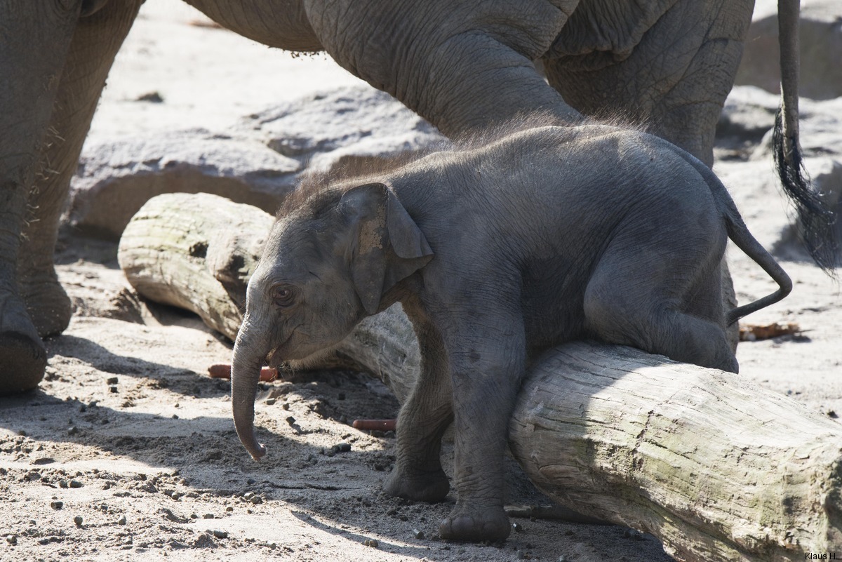 ~ Der neue Star im Kölner Zoo ~