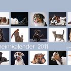 der neue tierheimkalender 2011