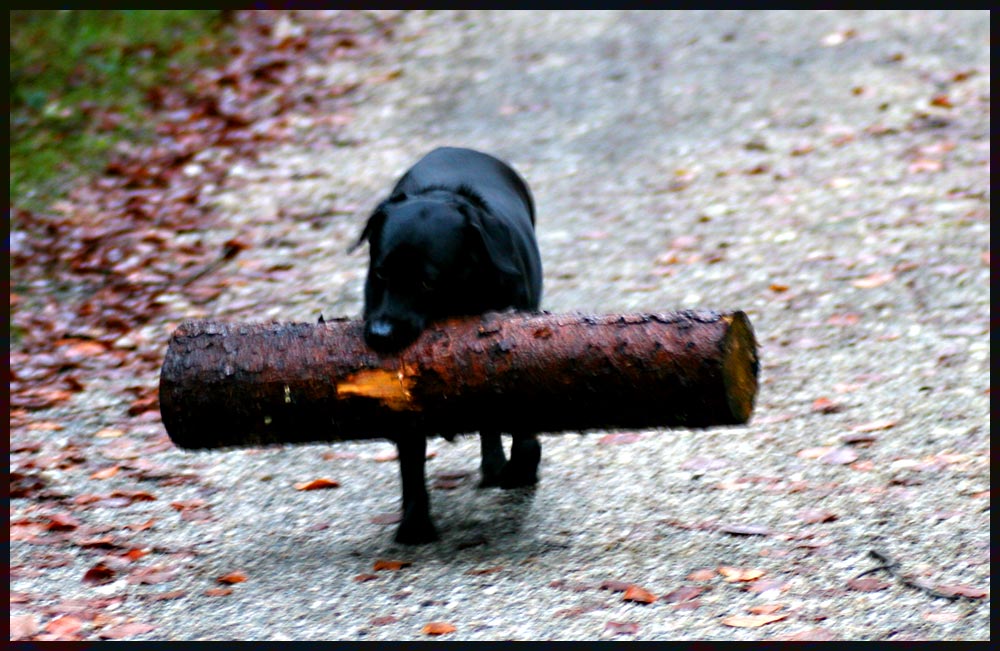 Der neue Waldarbeiter im Taunus