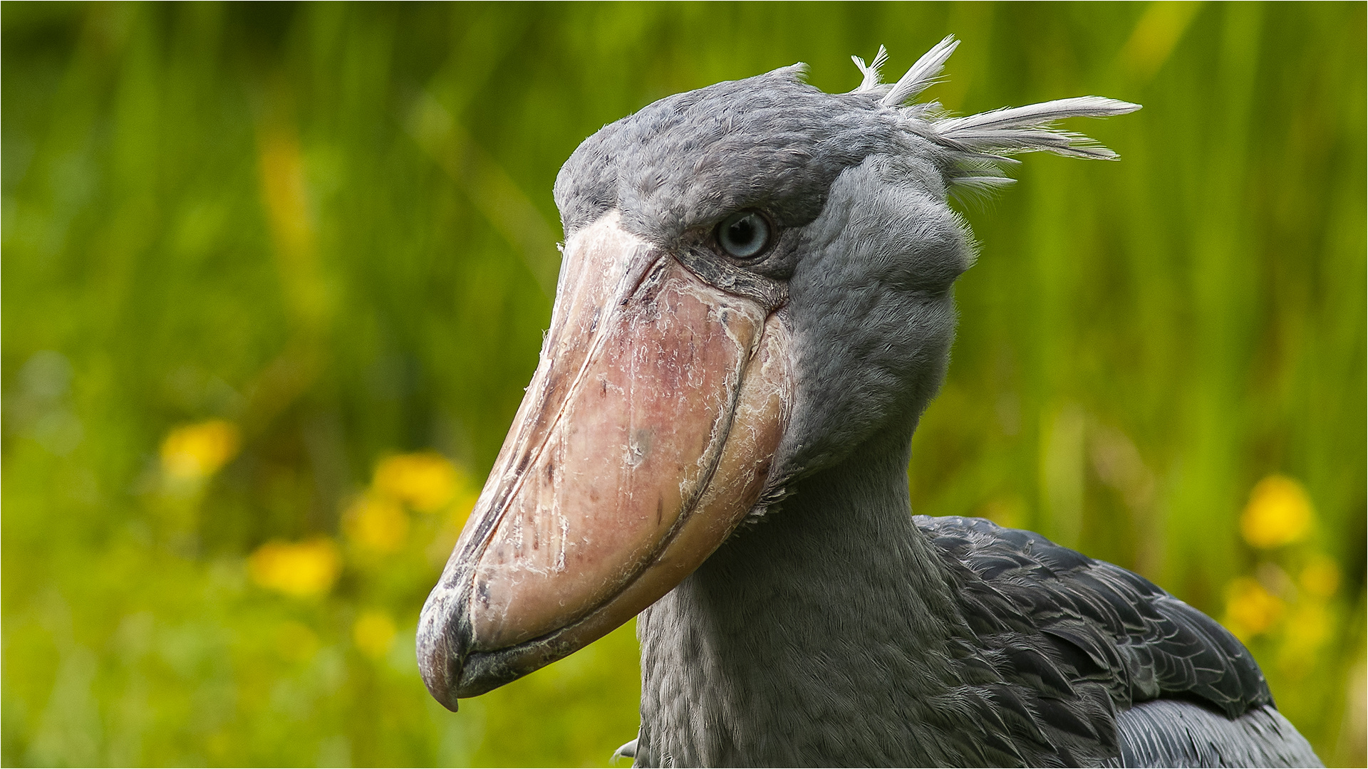 … Der neue Wappenvogel der Niederlande …