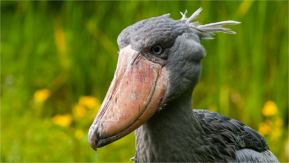 … Der neue Wappenvogel der Niederlande …