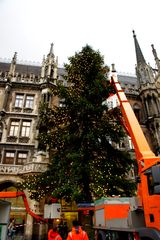 Der neue Weihnachtsbaum 2017