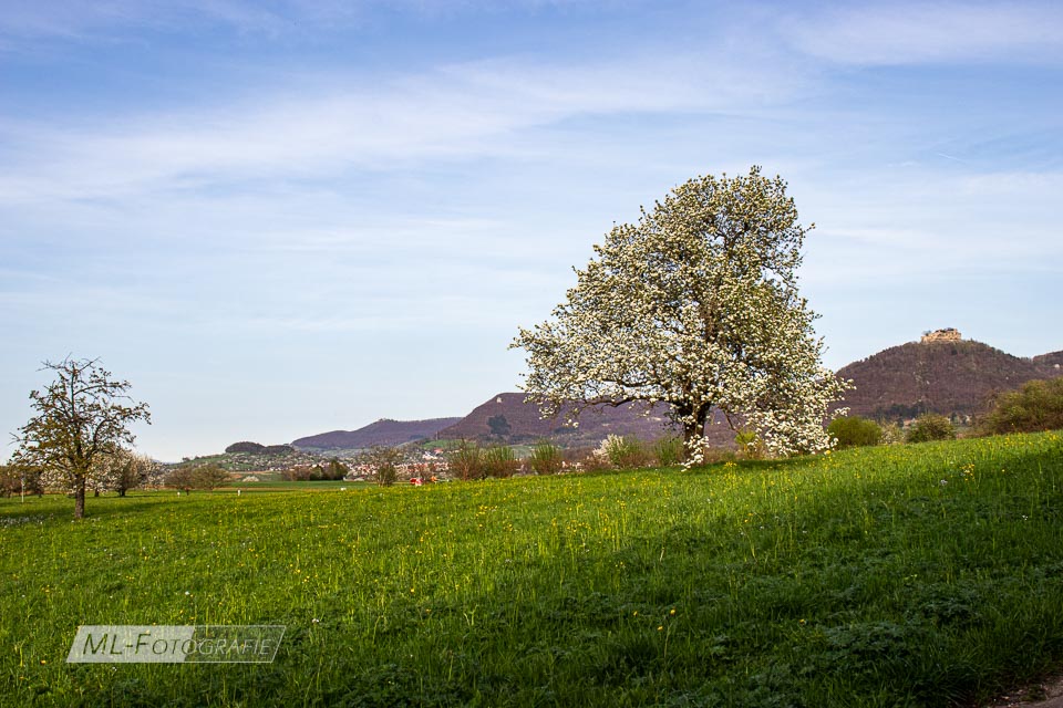 Der Neuffen im Frühlingskleid