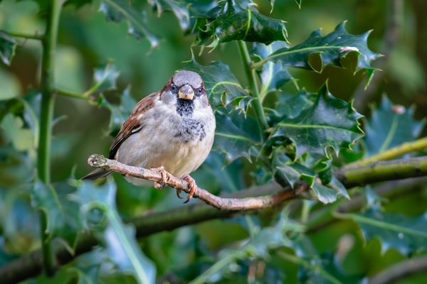 der neugierige Beobachter.
