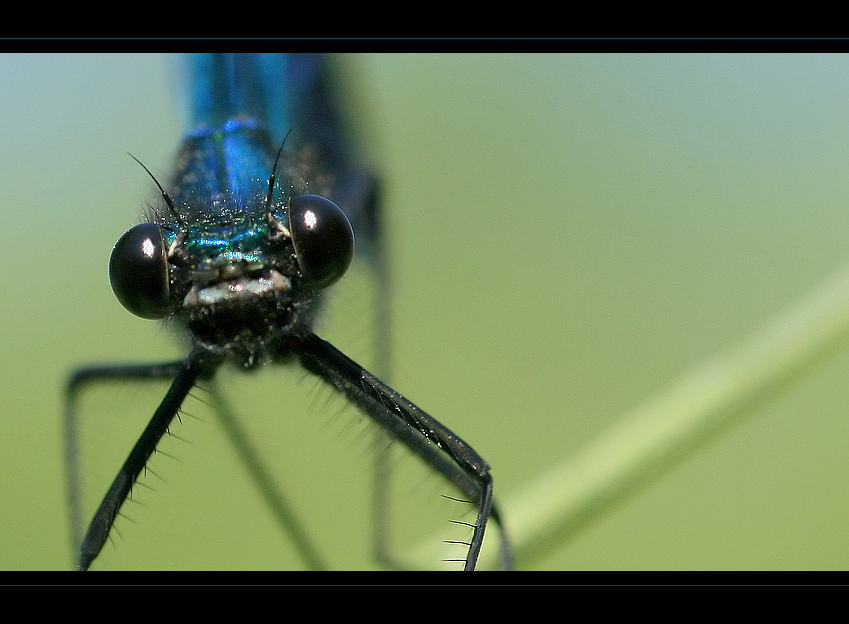 Der neugierige Blick ...