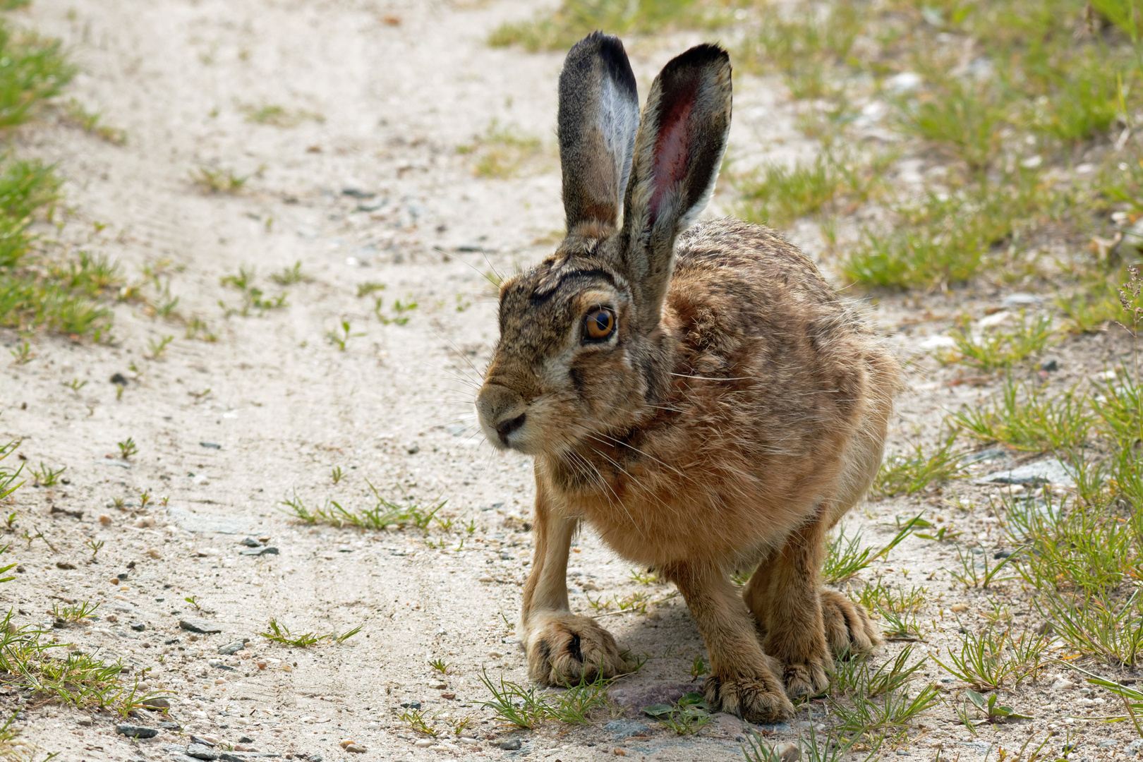 Der neugierige Feldhase (Lepus europaeus)