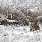 Der neugierige Fuchs