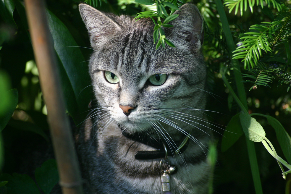 Der neugierige Kater Nicki auf der Lauer