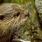 der neugierige Otter