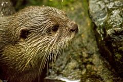 der neugierige Otter