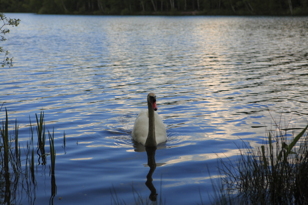 Der neugierige Schwan.