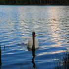 Der neugierige Schwan.