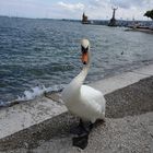 Der neugierige Schwan von Konstanz