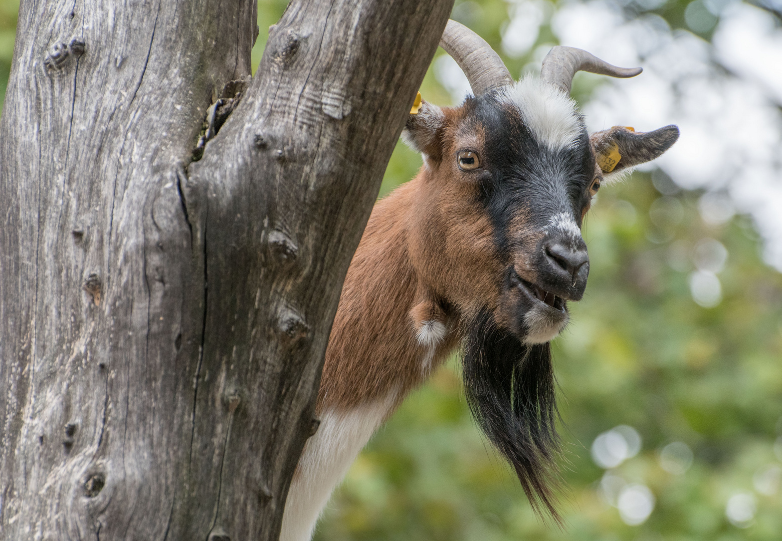 Der neugierige Ziegenbock