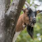 Der neugierige Ziegenbock