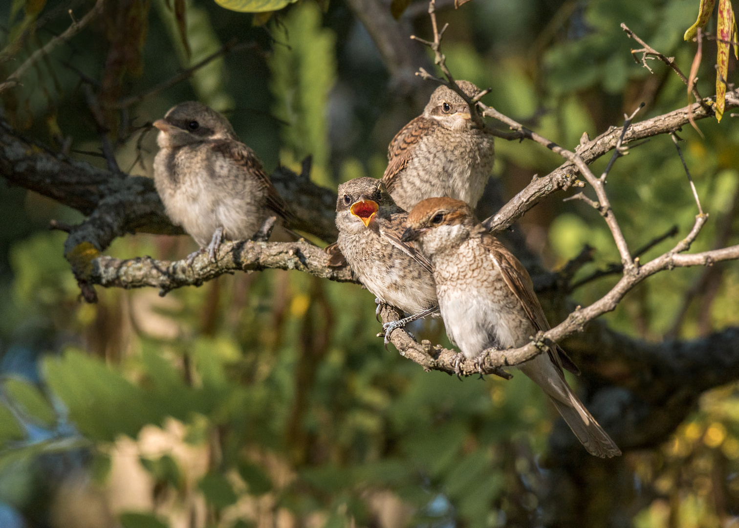 Der Neuntöter (Lanius collurio)