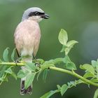 Der Neuntöter (Lanius collurio)