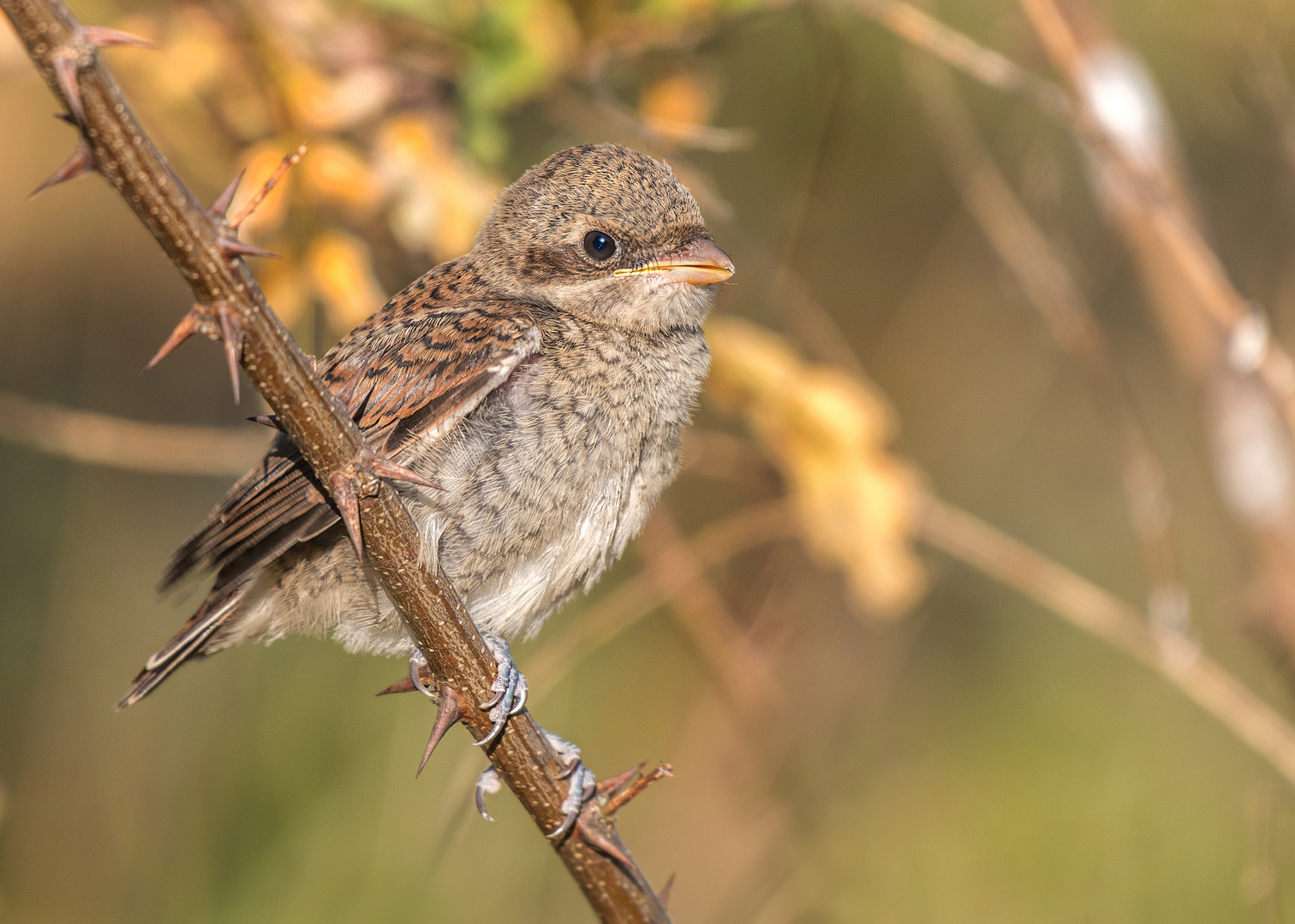 Der Neuntöter (Lanius collurio)