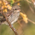 Der Neuntöter (Lanius collurio)