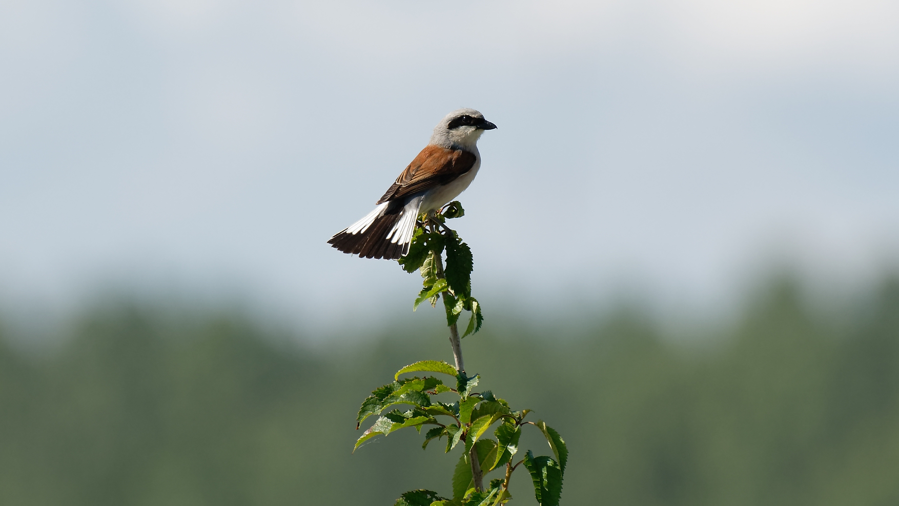 Der Neuntöter (Lanius collurio) ..