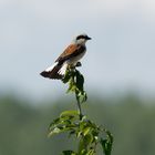 Der Neuntöter (Lanius collurio) ..