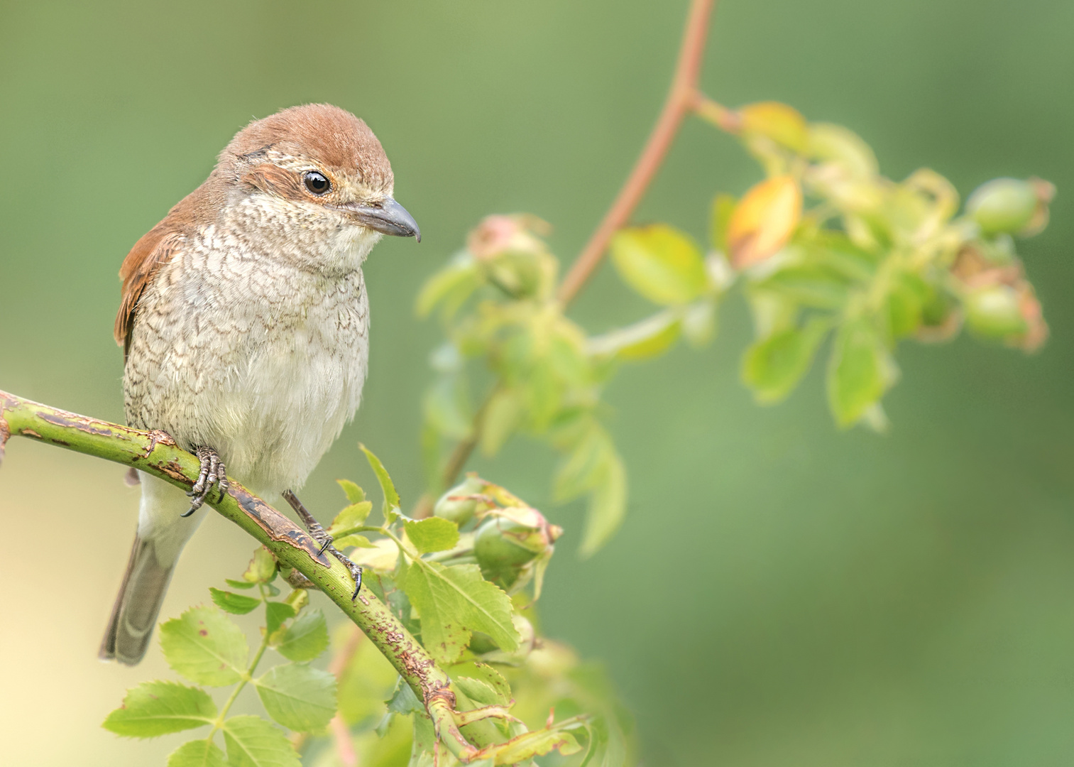 Der Neuntöter (Lanius collurio)  