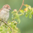 Der Neuntöter (Lanius collurio)  