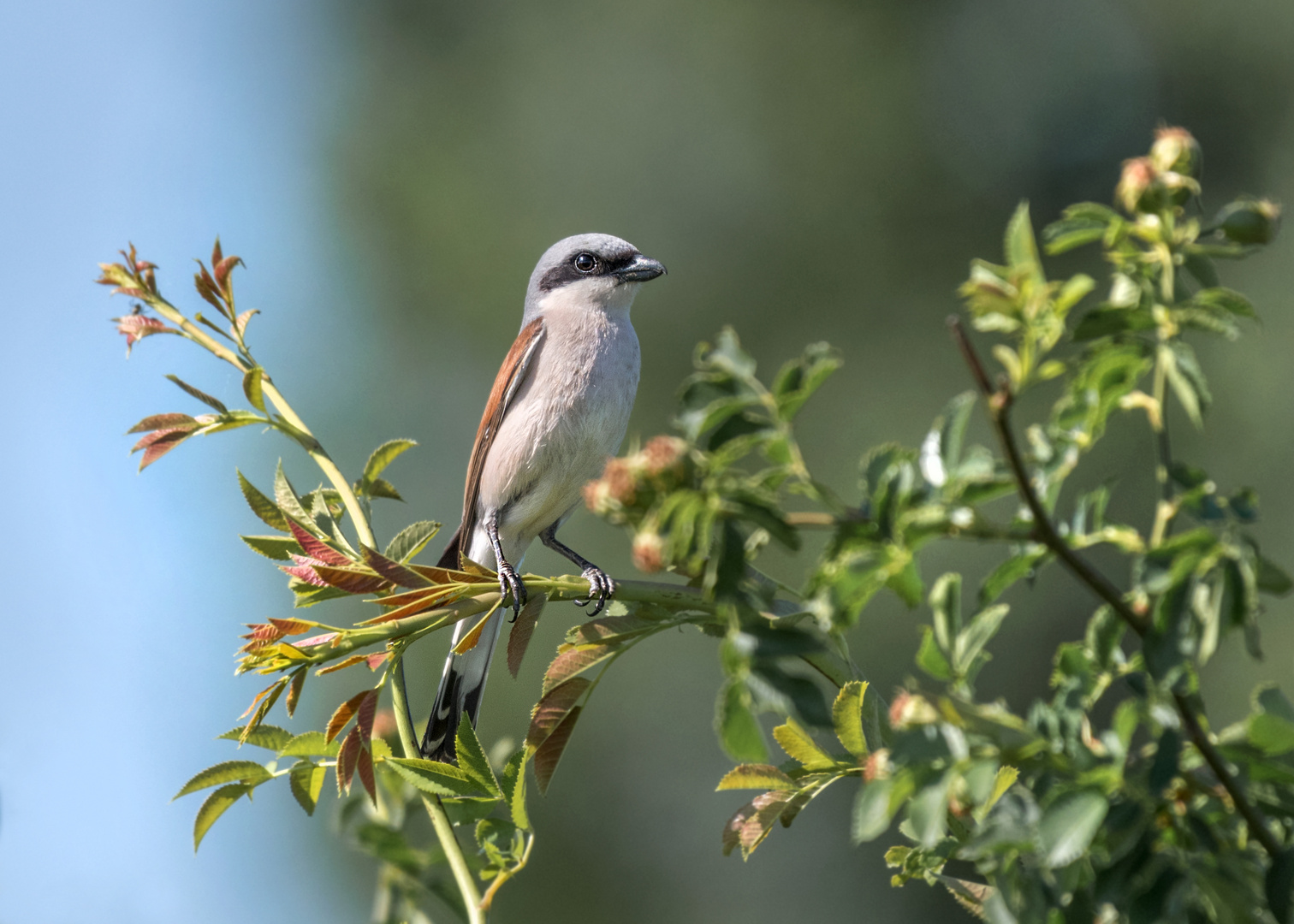 Der Neuntöter (Lanius collurio)