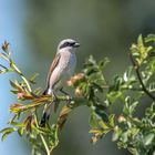 Der Neuntöter (Lanius collurio)