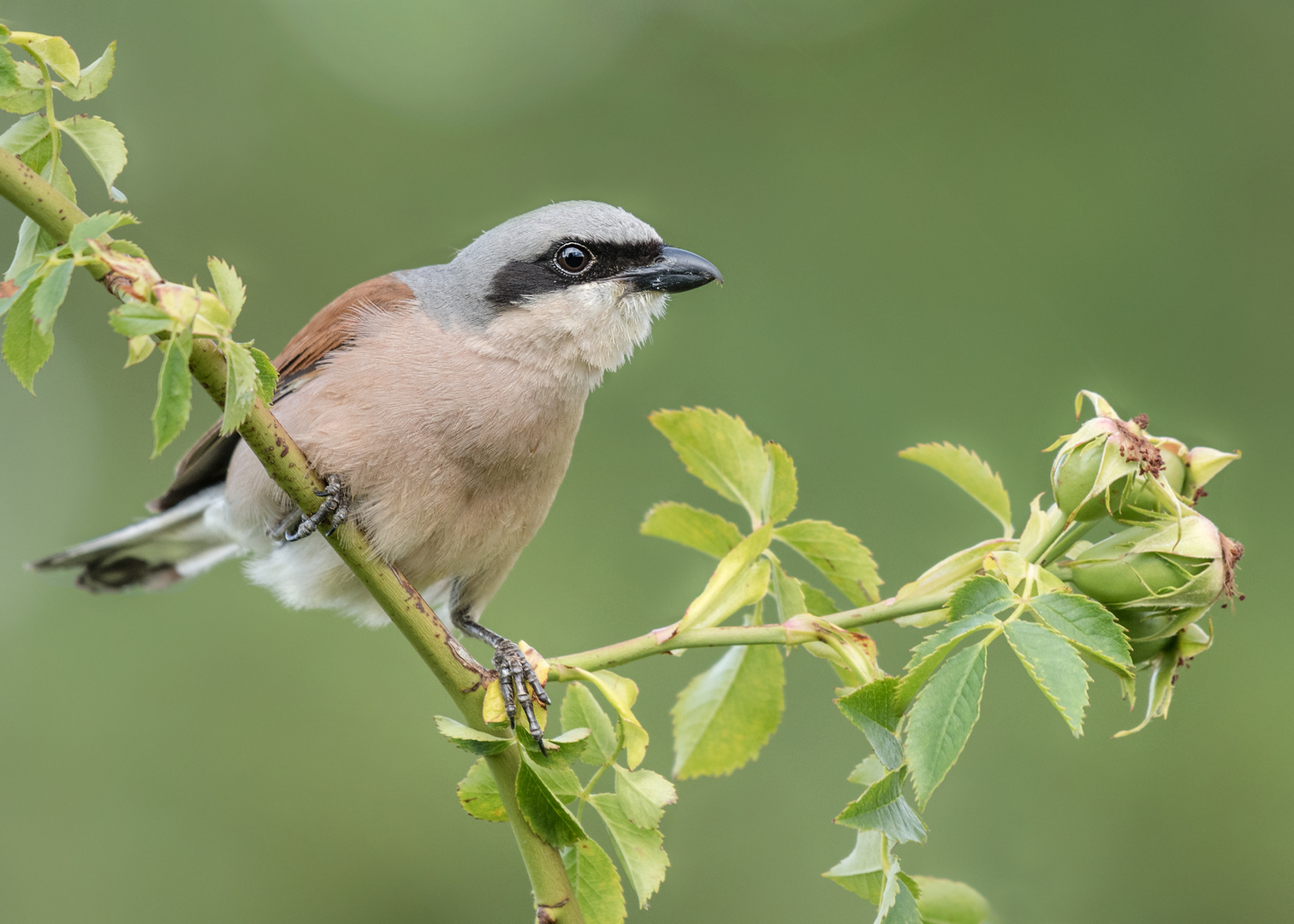 Der Neuntöter (Lanius collurio)