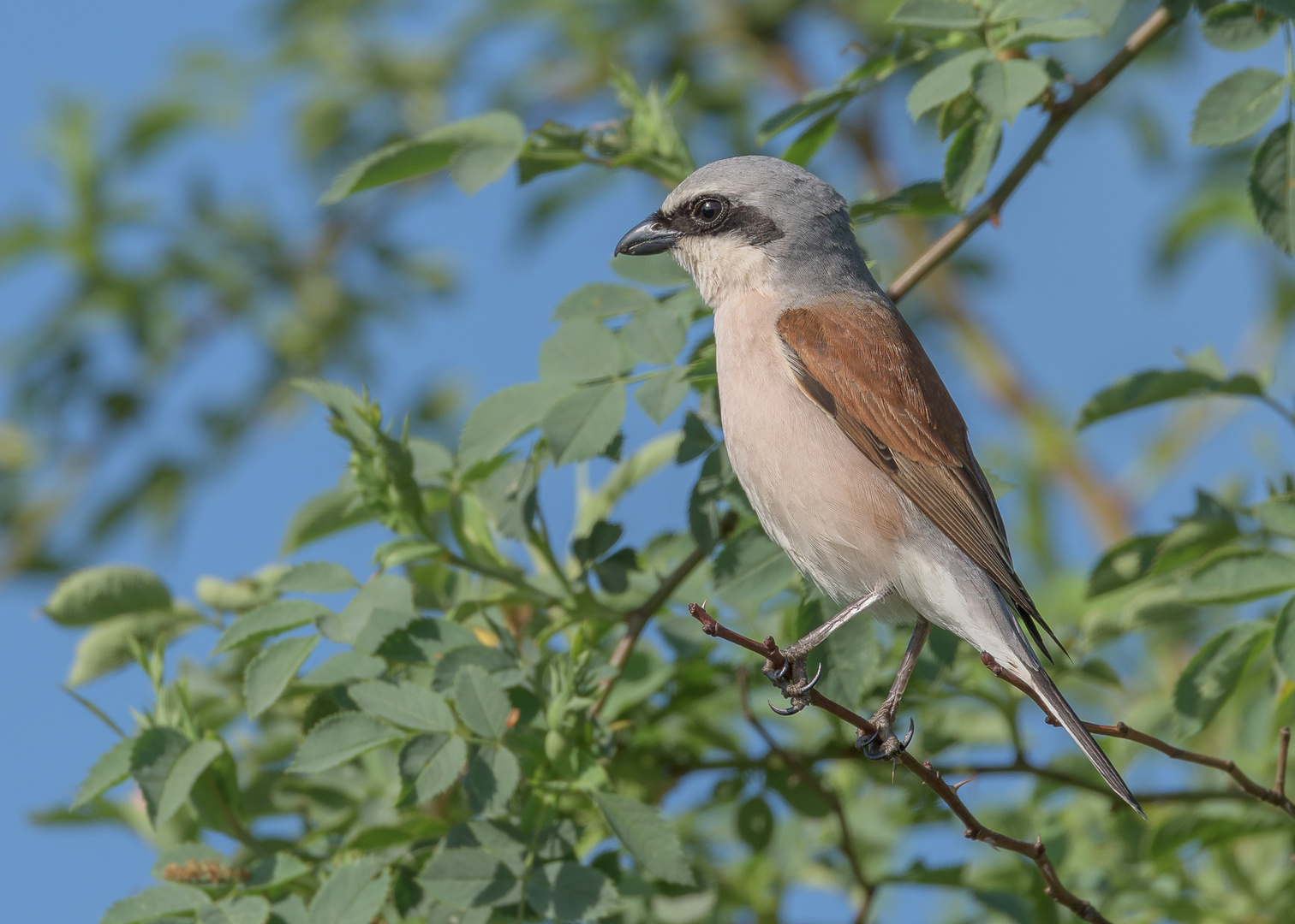 Der Neuntöter (Lanius collurio)  