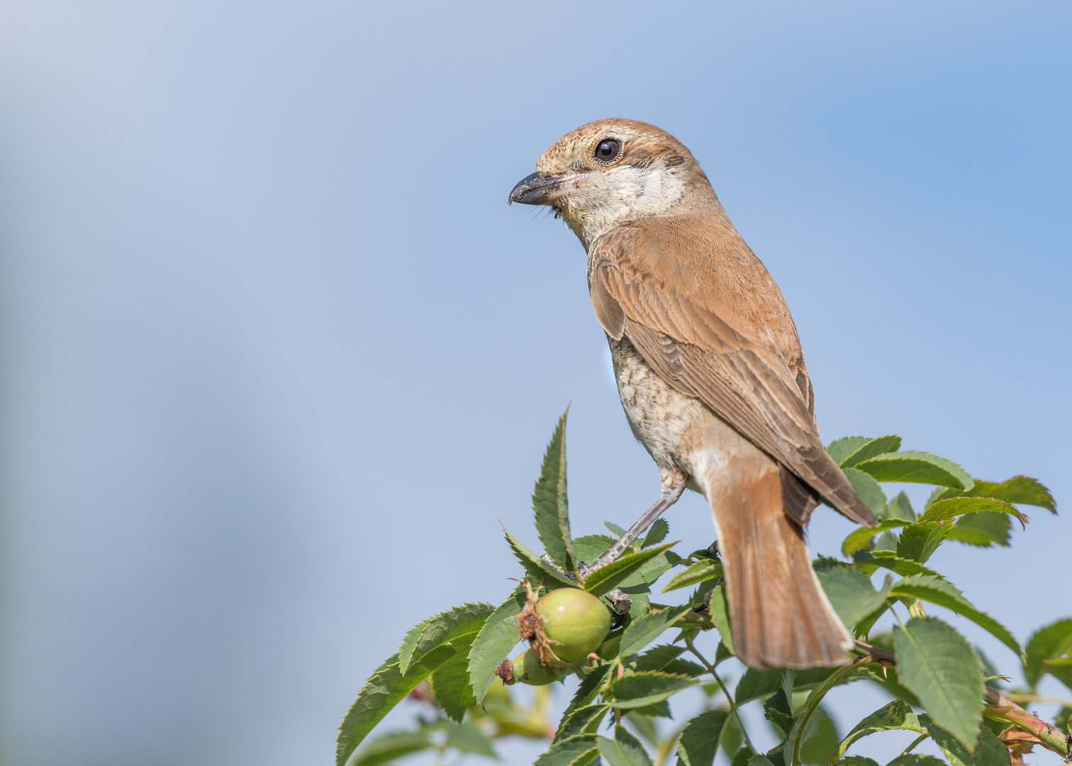 Der Neuntöter (Lanius collurio)