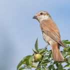 Der Neuntöter (Lanius collurio)