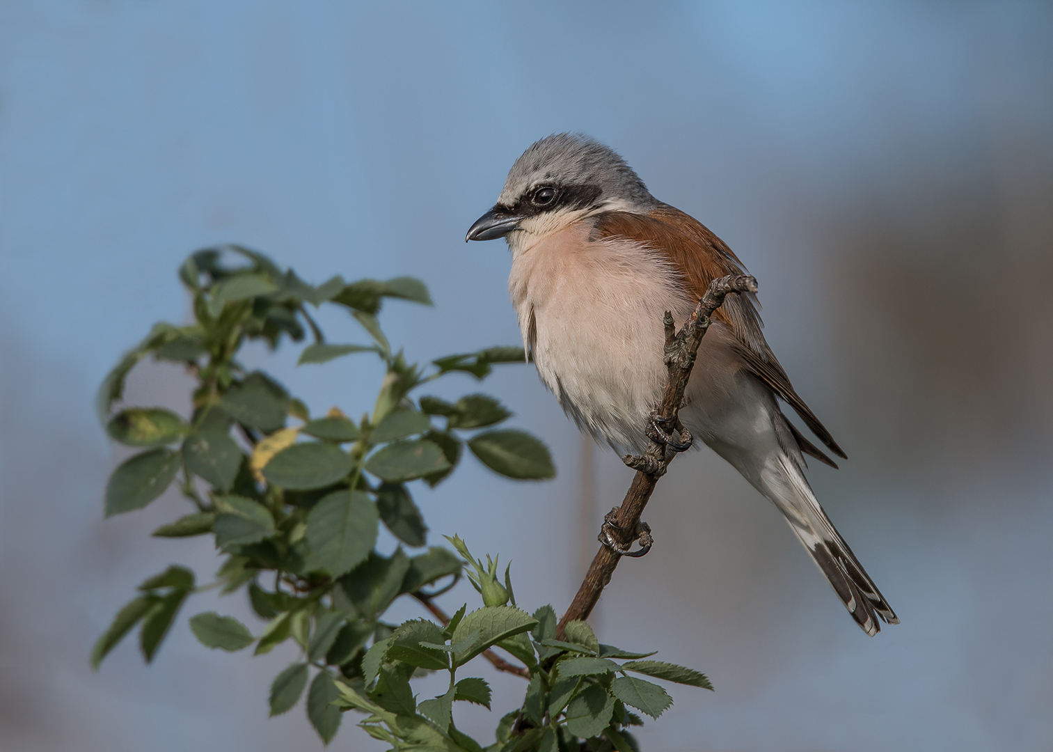 Der Neuntöter (Lanius collurio)  