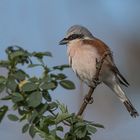 Der Neuntöter (Lanius collurio)  