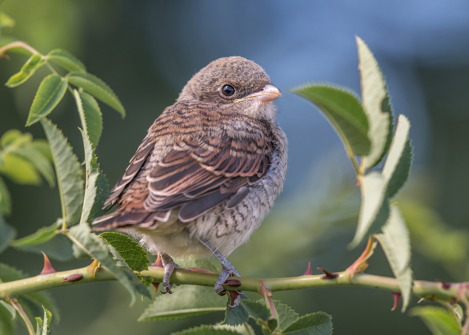 Der Neuntöter (Lanius collurio)