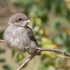 Der Neuntöter (Lanius collurio)