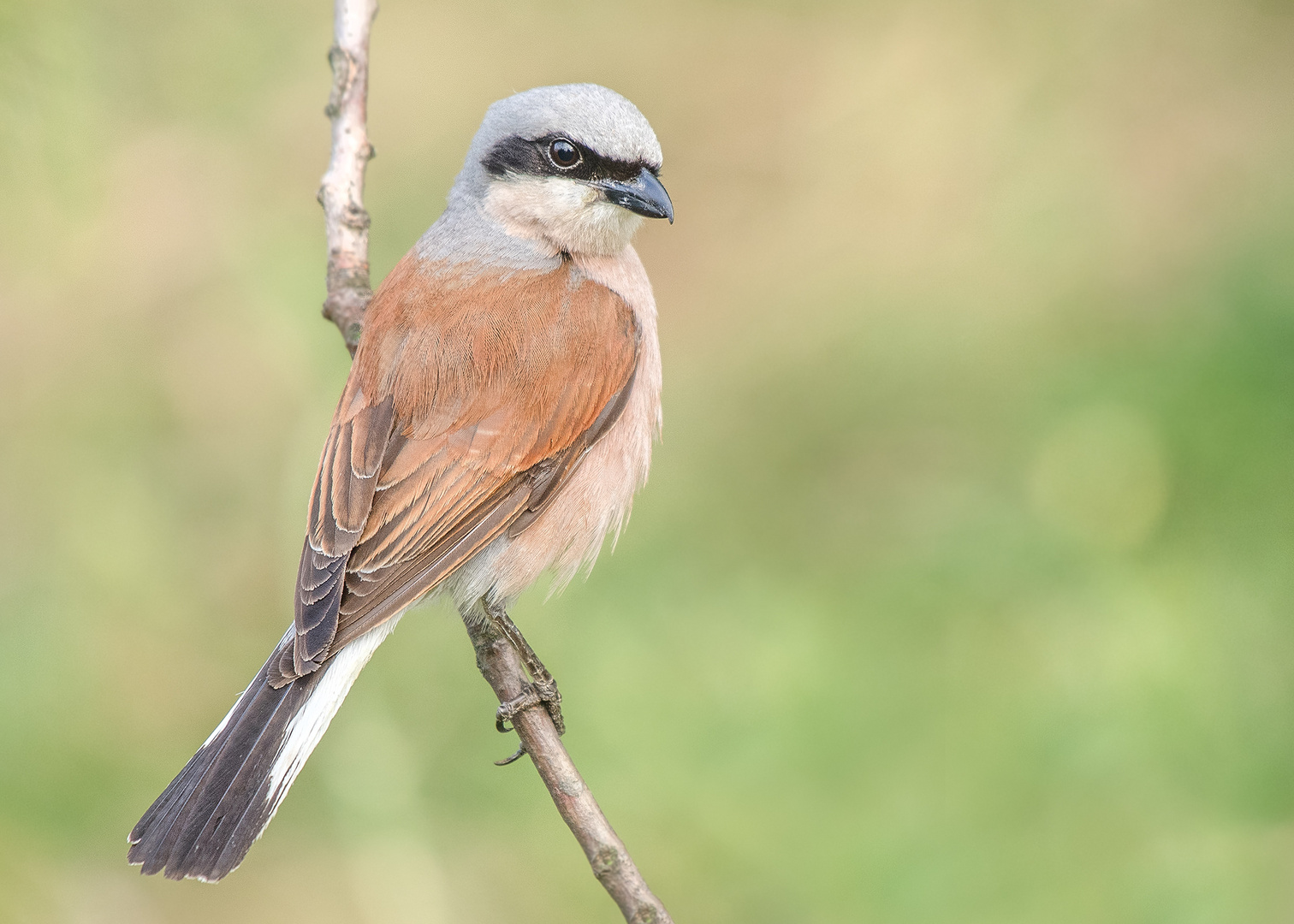 Der Neuntöter (Lanius collurio)